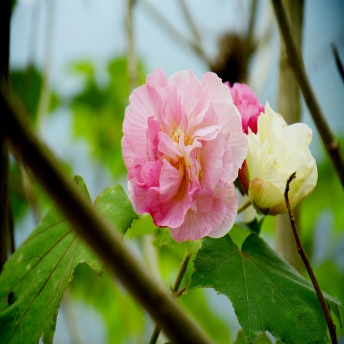 芙蓉花